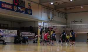 Domo Pavic 1