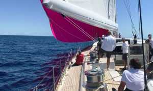 auguadro matteo pink gin