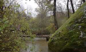 mezzomerico forest race